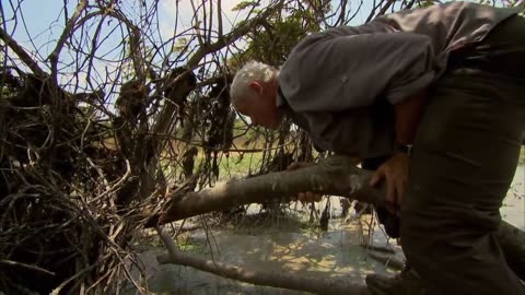 Catching A Giant Electric Eel With Rubber Gloves