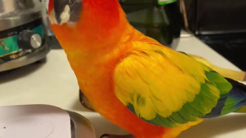 Parrot sees his weight on a scale but eats dessert anyway