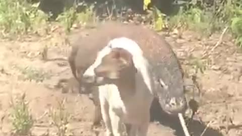 Best movement komodo hunt goat