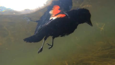 Dead Red Winged Blackbird