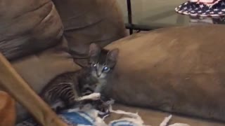 Huge dog and small kitten sit on couch