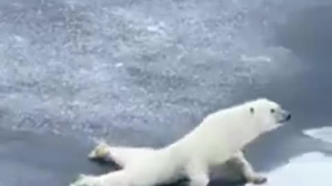 The Polar Bear crawling on thin ice.