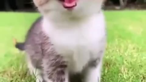 cute kitten