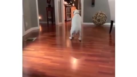 Dog does Michael Jackson's Moonwalk