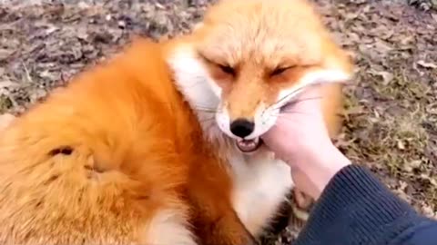 Foxes Laughing 😍😂