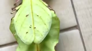 Leaf insect so beautiful 💕
