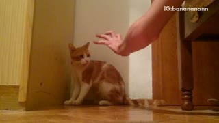 Orange cat cornered scared of owner's hand