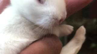 Rabbits Born three weeks