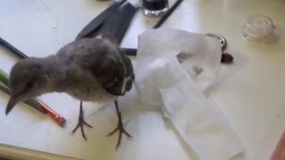 Baby Mockingbird flying around the house