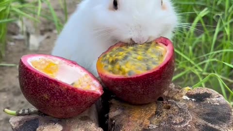 The little bunny eats passion fruit.