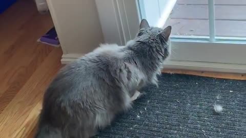 Cat Tries To Chase Squirrels On The Porch