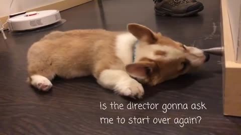 This Puppy Can't Get Enough Of Fun With The Door Stop