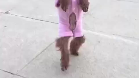 Funny Poodle Dog Walking on Two Legs