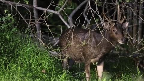 Photographer spotsnSambar Deers at CentralCatchment area