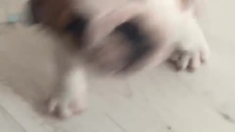 Funny Bulldog Puppy attack