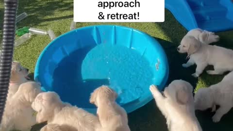 fetch in the pool