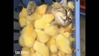 A cat sleeps with A chicks in a cage