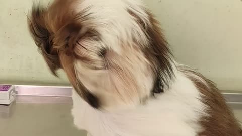 Liyo enjoys after bath with cool air