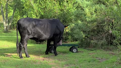 Cow Salt lick