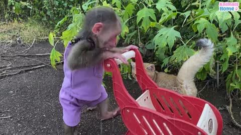 BiBi helps kitty stuck in the rain