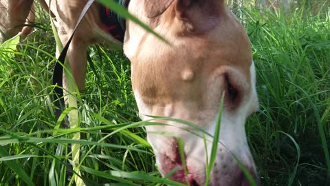 Dog eating grass