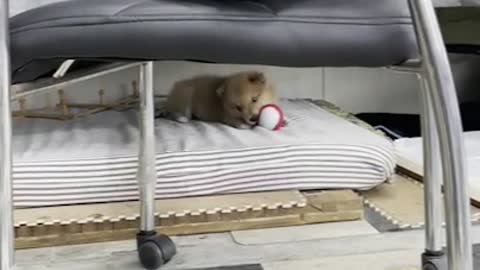 Dog ,You'll bite the ball!
