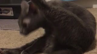 Gray cat licking itself and freaks out at weird noise