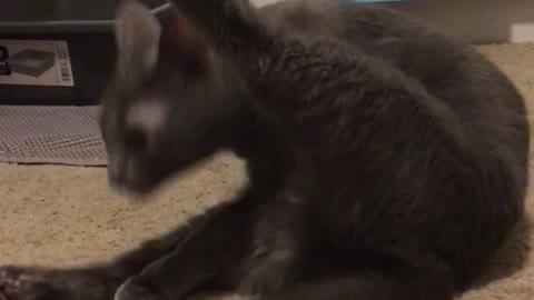 Gray cat licking itself and freaks out at weird noise