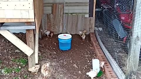 Chicks move to the outside run