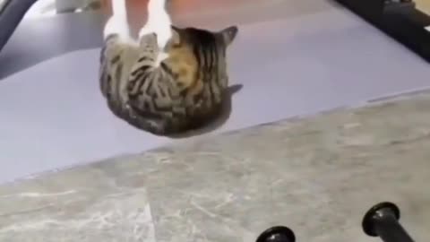 Cute cat Gym video