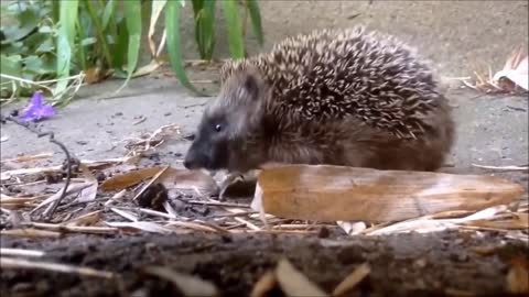 WOW! Cutest Tiny BABY HEDGEHOG!