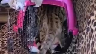 New F2 Savannah Kitten being greeted by new Savannah Family