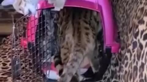 New F2 Savannah Kitten being greeted by new Savannah Family