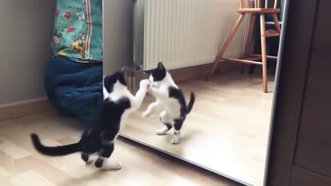 Very nice video Funny Cat And mirror Video