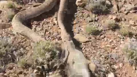 Hungry Snake Grabs a Rabbit