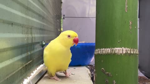 cute parrot Beautiful bird video