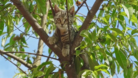 A Cat Climbing on a Tree