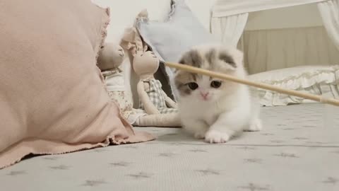 funny cat videos too cute #24