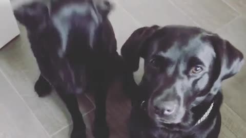 2 black Dogy Can Shake your Hands