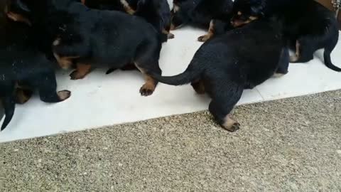 MOST BEAUTIFUL ROTTWEILLER PUPPY'S