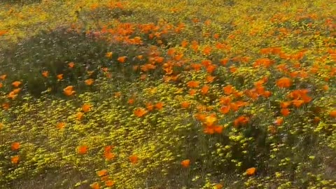 Enjoy the California Superbloom! | Walk Along the Path With Us!