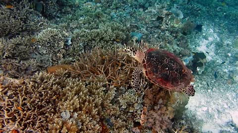 Sea Turtle swimming over coral reef. Hawksbill Turtle