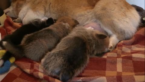 Newborn puppies breastfeed from their mother