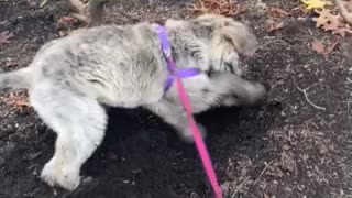 Puppy digging in the dirt!