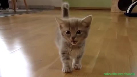 Beautiful Cute.s cate amazing video