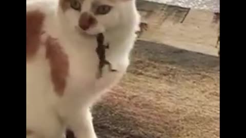 Lizard Eat Cat and Cat Try to Escape