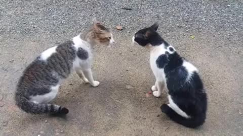 Cat fights are fun and ferocious.