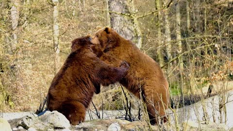 Bear brown bear battle