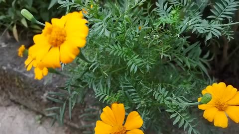 Signet marigold 🌼#srilanka