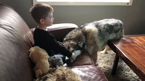 Dog enjoys burrowing head onto couch with boy